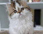 Кошки в Ярославле: Шотландская длинношерстная девочка Девочка, 35 000 руб. - фото 1