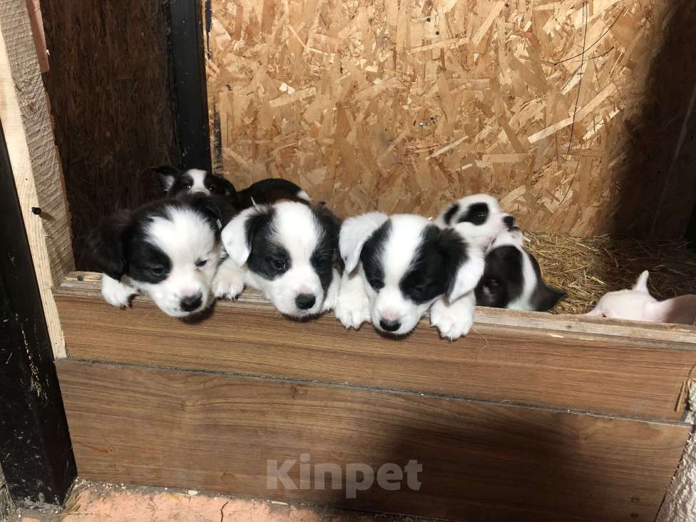 Собаки в Шахте: Продаются шенки вельш корги Кардиган Разнополые, Бесплатно - фото 8