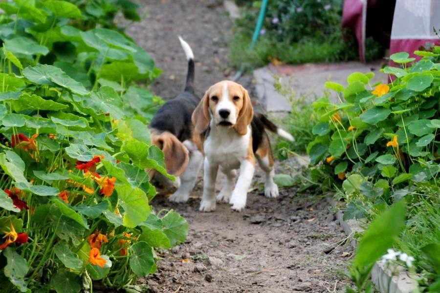 Собаки в Москве: высокопородный щенок бигля Девочка, 70 000 руб. - фото 4