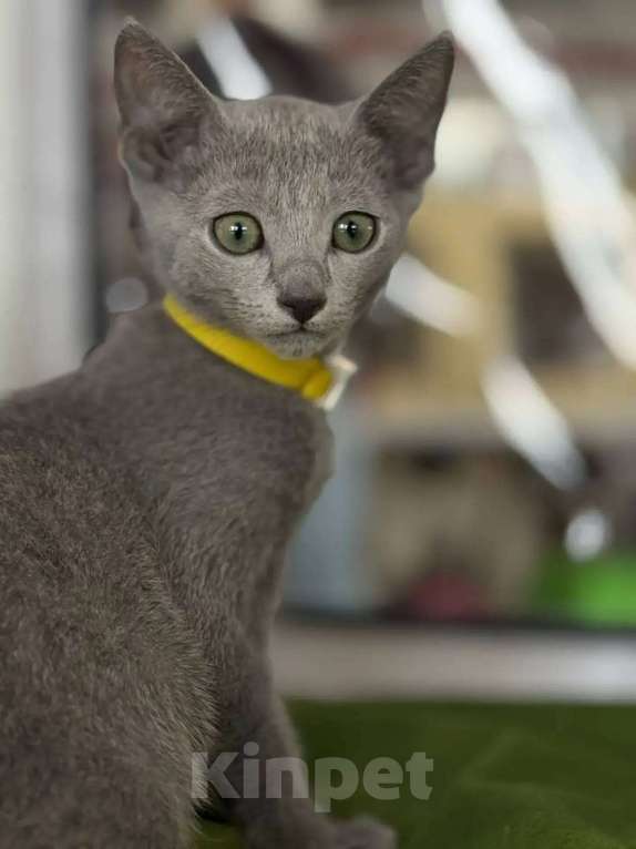 Кошки в Казани: Котята Русской голубой в Казани Девочка, 55 000 руб. - фото 2