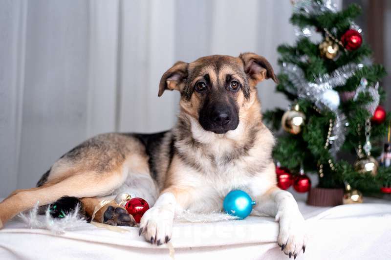 Собаки в Москве: Посмотрите в эти глаза! Щенок Вега хочет домой! Девочка, Бесплатно - фото 7