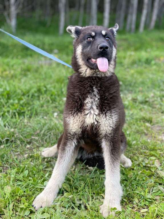Собаки в Москве: Щенок-подросток в добрые руки Девочка, Бесплатно - фото 6