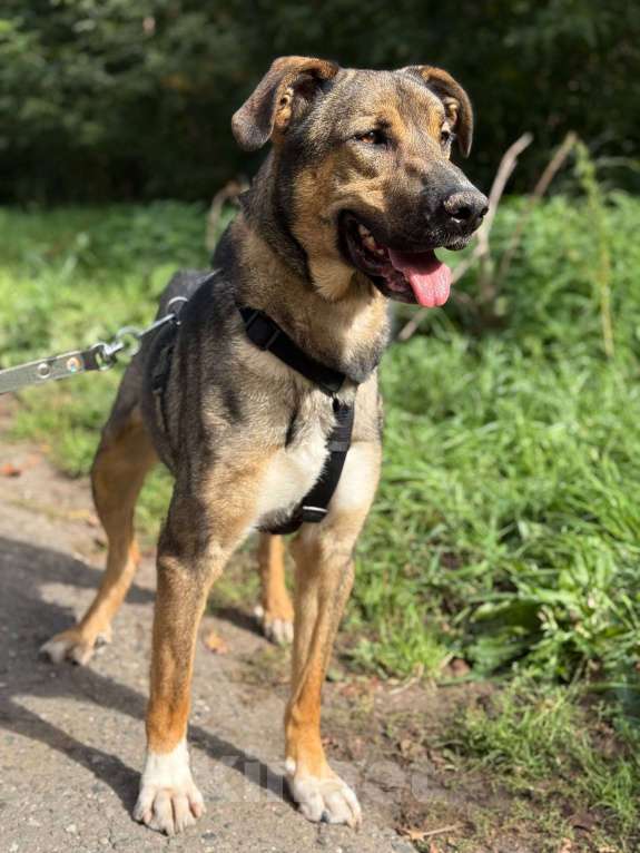 Собаки в Москве: Харви Мальчик, Бесплатно - фото 8