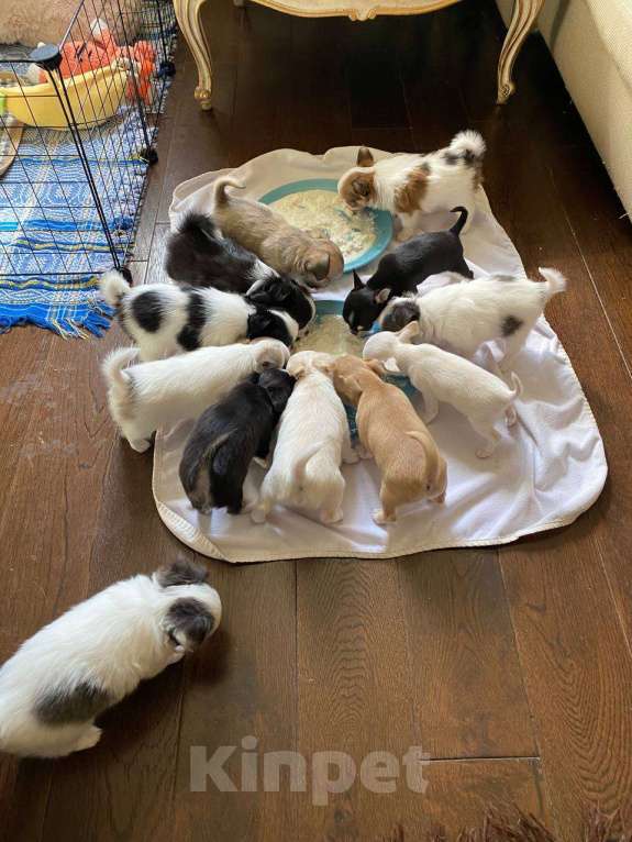 Собаки в других городах Московской области: Перспективный щенок чихуахуа Мальчик, 90 000 руб. - фото 6