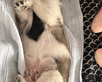 Собаки в Чебоксарах: хочу отдать в добрые ручки🥺 Мальчик, Бесплатно - фото 3