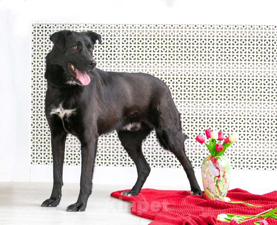 Собаки в Москве: Харизматичный Вилли ищет семью! Мальчик, Бесплатно - фото 6