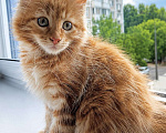 Кошки в Москве: Котята Мейн-Кун (мальчики и девочки) Разнополые, Бесплатно - фото 4
