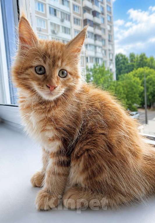 Кошки в Москве: Котята Мейн-Кун (мальчики и девочки) Разнополые, Бесплатно - фото 4