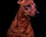 Собаки в Перми: Вязка кобеля, Бесплатно - фото 1