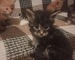 Кошки в Колпашево: Мейн-кун котята, 6 000 руб. - фото 6