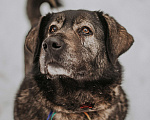 Собаки в Москве: Самая уютная собака – Амина Девочка, Бесплатно - фото 1