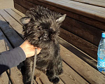 Собаки в Красноярске: Щенки Аффенпинчера Мальчик, 1 000 000 руб. - фото 1