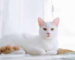 Кошки в Калининграде: Бело-рыжий котик Персик в дар Мальчик, Бесплатно - фото 3