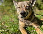Собаки в Клине: Герда Девочка, Бесплатно - фото 2