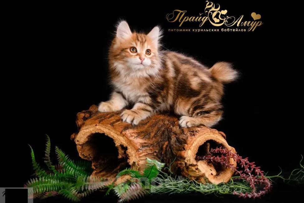 Кошки в Москве: Кошечка золотая Курильского Бобтейла Девочка, Бесплатно - фото 4