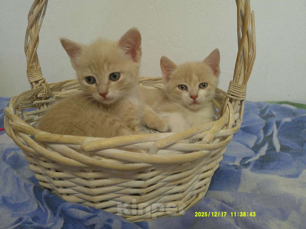 Кошки в Москве: Котята от домашней кошки Мальчик, 500 руб. - фото 3