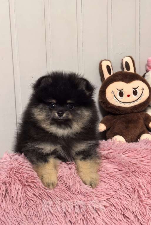 Собаки в Москве: Девочка черно подпалая Девочка, 60 000 руб. - фото 4