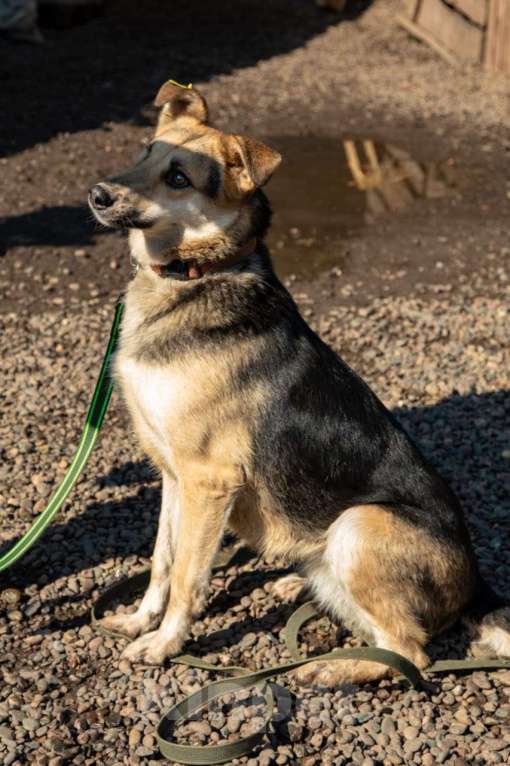 Собаки в Красноярске: отдам в добрые руки  Девочка, Бесплатно - фото 2