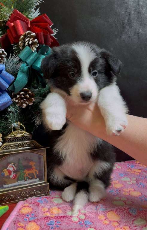 Собаки в Москве: Бордер колли щенок Мальчик, 70 000 руб. - фото 4