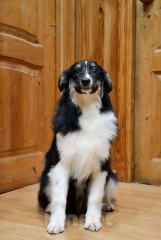 Собаки в Москве: Австралийская овчарка щенок аусси  Мальчик, 25 000 руб. - фото 5