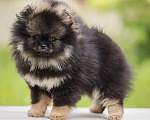 Собаки в Долгопрудном: Померанский шпиц Девочка, 140 000 руб. - фото 5