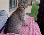 Кошки в Мытищах: Британский котёнок мальчик Мальчик, 12 000 руб. - фото 1
