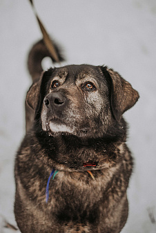 Объявление: Самая уютная собака – Амина, Бесплатно, Москва