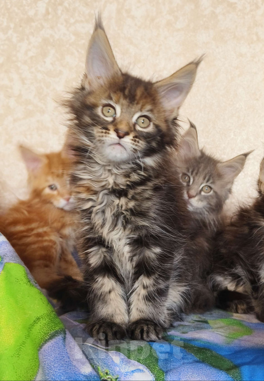 Кошки в Москве: Котёнок Мейн-Кун из питомника Девочка Девочка, 50 000 руб. - фото 2