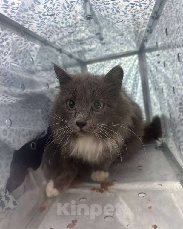 Кошки в Москве: Через несколько дней пушистая кошечка вернется на улицу 🆘️ Срочный поиск дома! Девочка, Бесплатно - фото 2