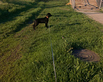 Собаки в Белгороде: Продам щенка лабрадор 4 месяца Мальчик, 5 000 руб. - фото 2