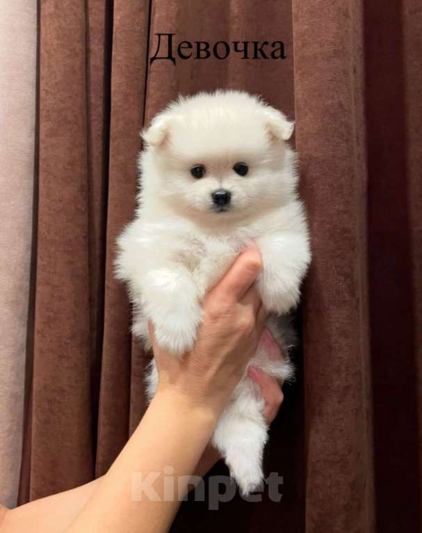Собаки в Москве: Померанский шпиц Девочка, 29 000 руб. - фото 2