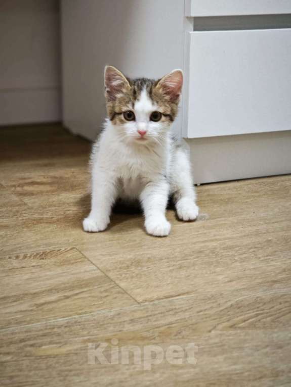 Кошки в Красногорске: Маленькая Мишель 1,5 месяца ждет родителей  Девочка, Бесплатно - фото 1