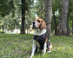 Собаки в Нижнем Новгороде: 🐶 ИЩЕМ ДОМ ДЛЯ БИГЛЯ РАЛЬФА! Мальчик, Бесплатно - фото 1