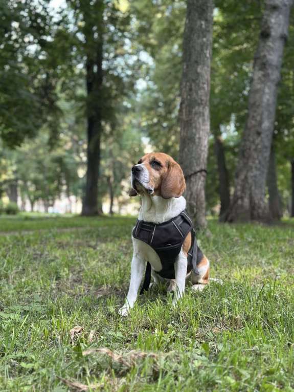 Собаки в Нижнем Новгороде: 🐶 ИЩЕМ ДОМ ДЛЯ БИГЛЯ РАЛЬФА! Мальчик, Бесплатно - фото 1