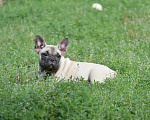 Собаки в Старом Купавне: Боня Девочка, 40 000 руб. - фото 5