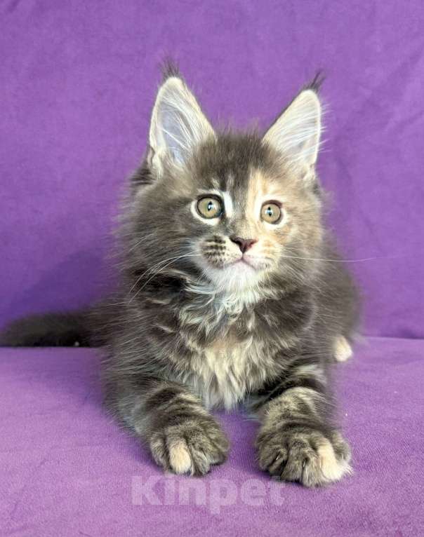 Кошки в Санкт-Петербурге: Tiffany Paw Winner Девочка, 45 000 руб. - фото 5