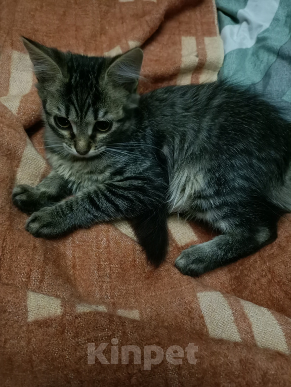 Кошки в Москве: Котенок девочка в добрые руки Девочка, Бесплатно - фото 3