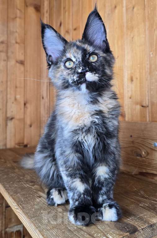 Кошки в Москве: Под стерелизацию Девочка, 1 руб. - фото 5