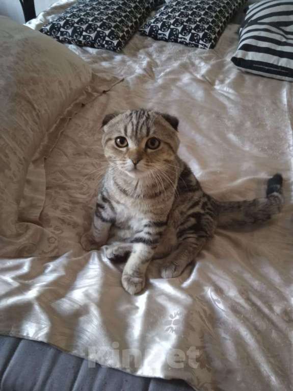 Кошки в Москве: Шотландский вислоухий котёнок  Мальчик, 10 000 руб. - фото 3