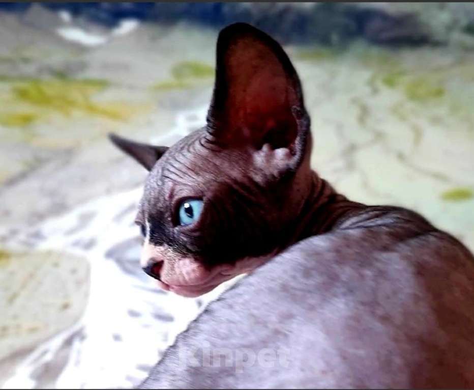 Кошки в Москве: Канадский сфинкс, двэльф , бамбино Мальчик, 15 000 руб. - фото 4