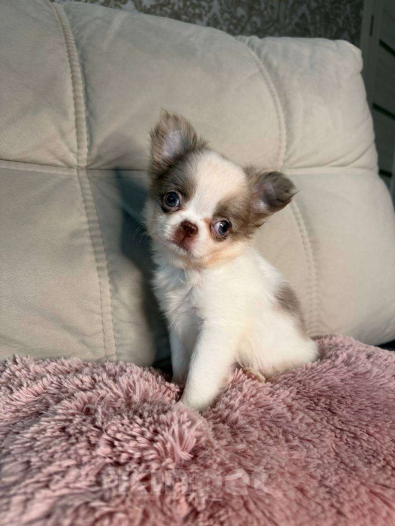 Собаки в Воронеже: Лиловый с белым дш мальчик  Мальчик, Бесплатно - фото 2