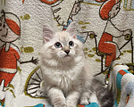 Кошки в Санкт-Петербурге: Невский маскарадный котёнок, кошка Девочка, 45 000 руб. - фото 3