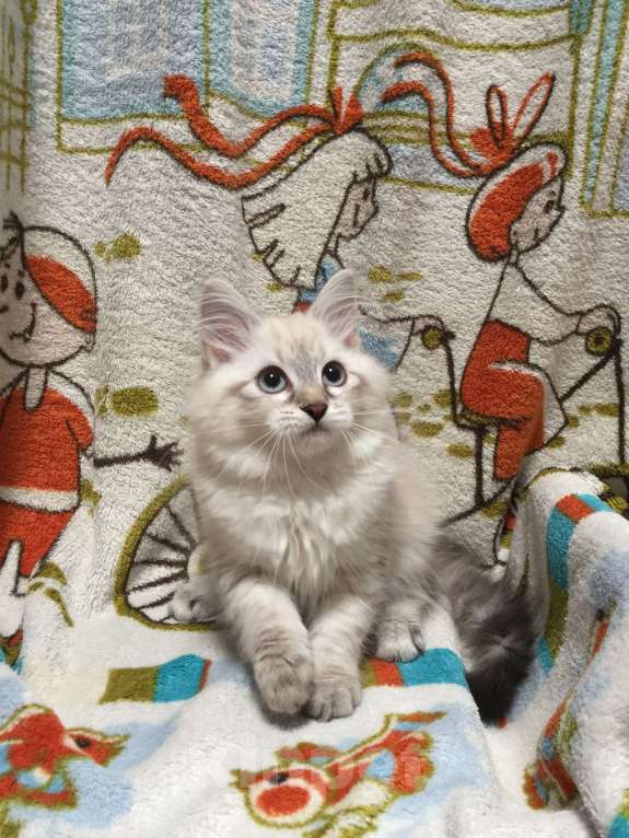 Кошки в Санкт-Петербурге: Невский маскарадный котёнок, кошка Девочка, 45 000 руб. - фото 3