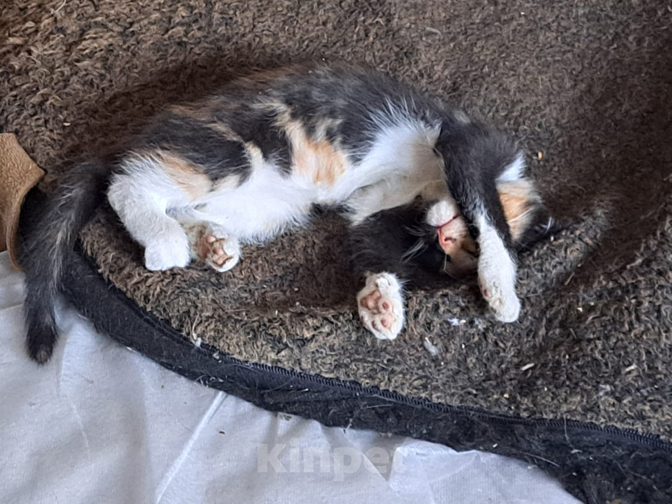 Кошки в других городах Московской области: Отдам котёнка в добрые ручки Девочка, Бесплатно - фото 2