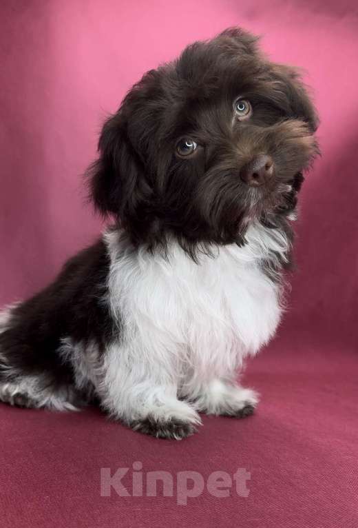 Собаки в Москве: Мальчик йоркипу. Мальчик, 40 000 руб. - фото 3