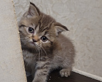 Кошки в Пятигорске: Шотландские вислоухие золотые котята Девочка, Бесплатно - фото 1