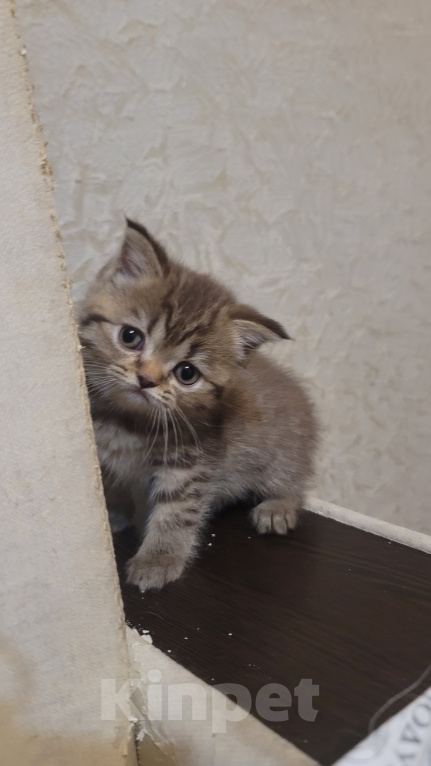 Кошки в Пятигорске: Шотландские вислоухие золотые котята Девочка, Бесплатно - фото 1