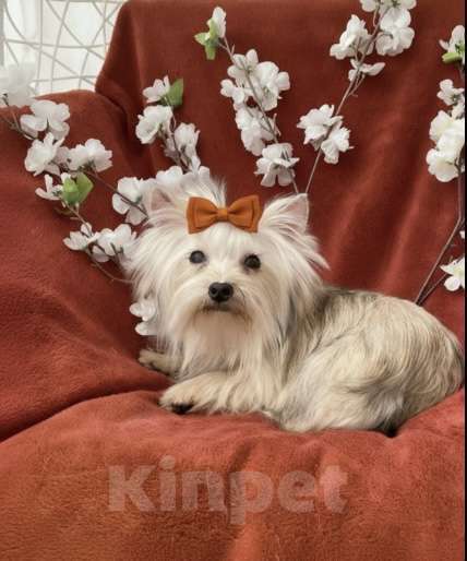 Собаки в Москве: Подрощенный йорк мини девочка рыжая Девочка, 80 000 руб. - фото 8