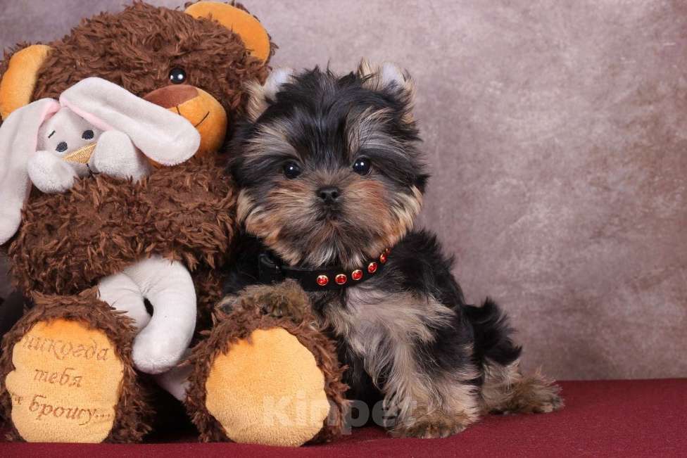 Собаки в Москве: Йоркширский сладкий курносик Синабон РКФ Мальчик, 55 000 руб. - фото 3