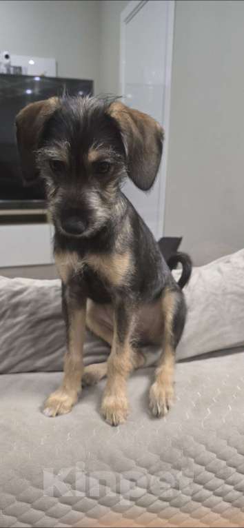 Собаки в Москве: Щенок в добрые руки  Девочка, Бесплатно - фото 3